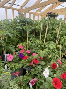 Windy Hill Greenhouse
