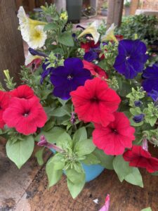 Windy Hill Greenhouse