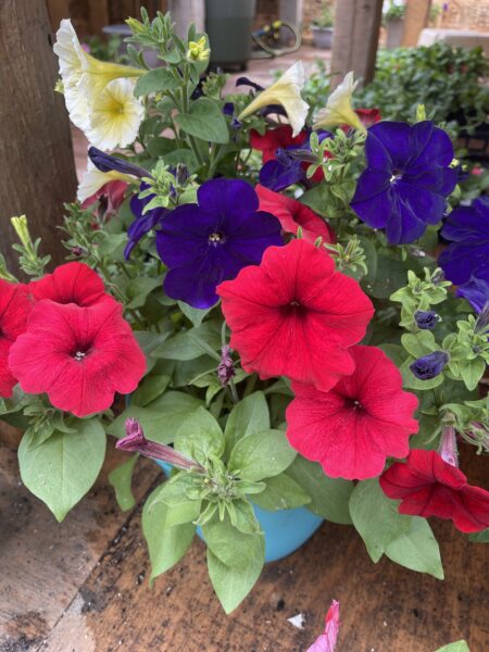 Windy Hill Greenhouse