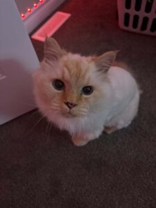 Please help us bring leo home
